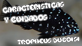 Caracteristicas y Cuidados de los peces trop Tropheus duboisi [upl. by Wolford38]