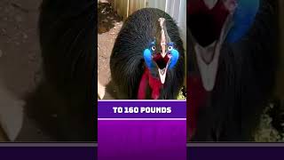 Cassowary Deadliest Bird on Earth [upl. by Brandes]