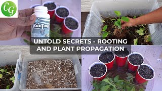 Secret Plant Cuttings Propagation Tips No One Will Tell You [upl. by Hamitaf]