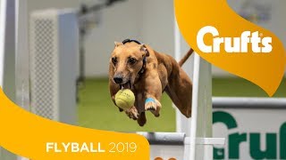 Flyball  Team Final  Crufts 2019 [upl. by Noffihc777]