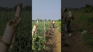 insecticide spraying in tomato 🍅🍅 [upl. by Winola]