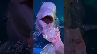 Xiaohei is so smart Beluga whaleeats fish Little fish in Hutan [upl. by Milla]