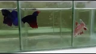 Siamese fighting fish [upl. by Leiva890]