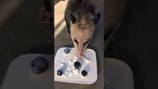 Opossum Eating Plain Yogurt and Blueberries animals shortvideo shorts [upl. by Elam]