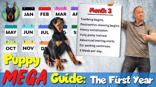 Doberman Puppy 101 What to Expect Each Month Raising a Doberman [upl. by Mis]