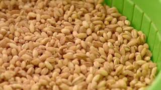 What is Malt  Knead to Know Basis  BAKERpedia [upl. by Desmund]