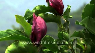 Magnolia grandiflora and solangeana flowering in Srinagar [upl. by Eesdnyl]