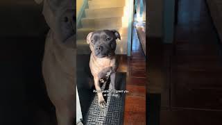 Staffy dog lover show support foryou youtubeshorts trending shorts staffy [upl. by Akceber525]