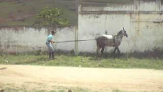 DOMA RACIONAL DE CAVALO MANGALARGA  CHARRETEAMENTO  BIMBA XAMÊGO [upl. by Mylander]