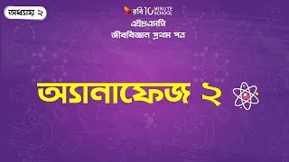 ০৩১ অধ্যায় ২  কোষ বিভাজন অ্যানাফেজ ২ Anaphase 2 [upl. by Alburg938]