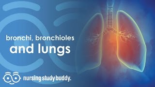 Bronchi Bronchioles and Lungs  Nursing Study Buddy Video Library  FULL LENGTH VIDEO [upl. by Atnuhs]