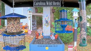 Live Bird Feeder and Wildlife Cam [upl. by Zipnick]