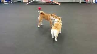 Corgi playing with Shiba Inu [upl. by Eelegna29]