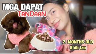 PAANO MAG ALAGA NG 2 MONTHS OLD NG SHIH TZU ANO ANO ANG MGA KAILANGAN PAGKAKUHA SA KANILA [upl. by Cordie]