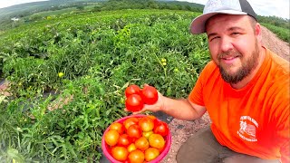 My FIRST Tomato harvest [upl. by Bolitho]