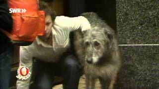 Der vertauschte Hund Klassiker von 1980  Verstehen Sie Spaß [upl. by Beatrix]