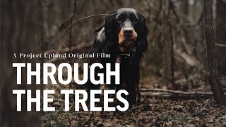 Woodcock Hunting with Gordon Setters  Project Upland Magazine with Stephen Faust [upl. by Ynamad809]