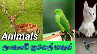 ලංකාවෙි සුරතල් සතුන් Lankawe surathal sathunilukpitiya Tv [upl. by Dorion545]