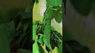 Quick Leaf Insect  The Leaf that Eats Leaves  Animal a Day shorts [upl. by Falk206]