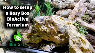 How to set up a Rosy Boa BioActive Terrarium with Mariah Healey creator of ReptiFilescom [upl. by Artenehs798]