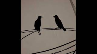 Two birds on a wire [upl. by Htedirem]