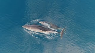 Dauphins en parade à Menton et RoquebruneCapMartin [upl. by Sender]