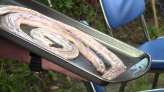 How to grill prairie rattle snake A BBQ Dragon Tutorial [upl. by Ellon]