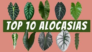 10 Easy to Find Alocasia Varieties  Polly Zebrina Black Velvet Silver Dragon Lauterbachiana [upl. by Seligmann]