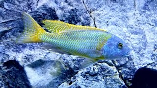 Buccochromis Rhoadesii Yellow in Dominant Color African Cichlids [upl. by Artus]