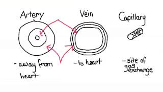 625 Relationship between structure and function of arteries veins and capillaries [upl. by Kezer]