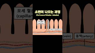 소변이 나오는 과정  The Process of Urination  Animation 교육애니메이션 병맛애니 [upl. by Dnomde]