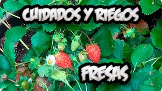 CULTIVO DE FRESAS BAJO INVERNADERO [upl. by Denice595]