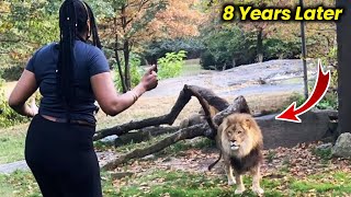 Lion Meet Caretaker Again After 8 Years— His Next Move Will Leave You Speechless [upl. by Caughey932]