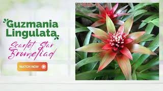 Guzmania Lingulata Bromeliad  Scarlet Star Bromeliad  TinyLeaf [upl. by Iznil]