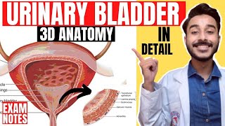 urinary bladder anatomy 3d  anatomy of urinary bladder relations  relations urinary bladder [upl. by Enifesoj]