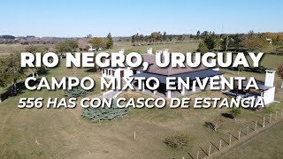 Campo mixto en venta en Uruguay  556 hectáreas con Casco de Estancia [upl. by Atoiyanap312]