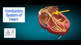 Conduction system of heart anatomy I Human Anatomy Tutorial [upl. by Aettam]