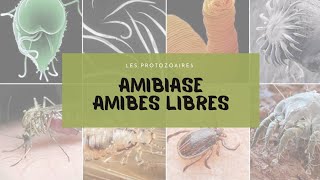 1AmibesAmibiase  QCM protozoaires [upl. by Yance870]