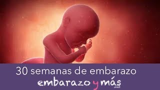 30 semanas de embarazo  Séptimo mes  EMBARAZOYMAS [upl. by Nylirem]