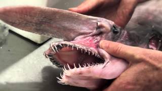 Goblin Shark [upl. by Tolmann]