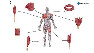 Shapes of Skeletal Muscle  Classification of muscles  Basic Anatomy  DMA [upl. by Eednil]