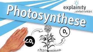 Photosynthese einfach erklärt explainity® Erklärvideo [upl. by Collette]