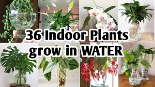 36 Indoor Plants You can grow in Water Best Indoor plants no need soil to grow Plant and Planting [upl. by Malaspina]