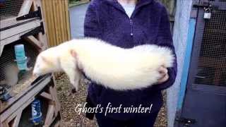 Friday Ferret Fix Huge Ferrets at a Ferret Rescue [upl. by Mauceri592]