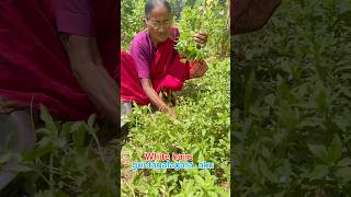 గుంటగలగర ఆకుతో హెయిర్ ఆయిల్ తయారీbringaraj benfits  natural hair oil making [upl. by Delorenzo115]