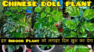 ये इंडोर प्लांट आपका दिल ख़ुश कर देगा  chinese doll plant  radermachera plant indoorplants [upl. by Macegan507]