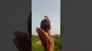 Bitu my jaanytshorts kubutar kabutor pigeon cneᴅɪᴛᴢ love birds funny kabutr youtube [upl. by Aehta]