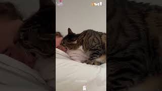 Cute alarm clock ⏰ cat funnyanimal funny foryou pets shorts fyp funnyvideo foryoupage [upl. by Akerue470]