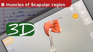 Muscles of Scapular Region Anatomy  doctor speedy muscle anatomy [upl. by Tedd]