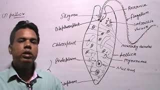 EUGLENA VIRIDISClassificationHabitat amp Structure [upl. by Thayne]